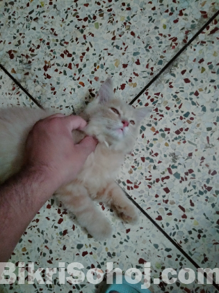 High quality female Persian Kitten for sale.